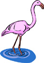 image Animals Flamingo