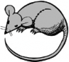 image  Animals Mice