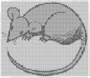 pattern Animals Mice