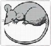pattern Animals Mice