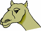 image Animals Camels