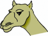 image  Animals Camels