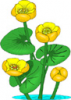 image  Plants Flowers