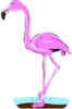 image  Animals 