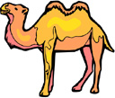 image Animals Camels