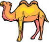 image  Animals Camels