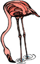 image Animals Flamingo