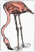 pattern Animals Flamingo