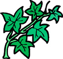 image Plants Flowers