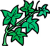 image  Plants Flowers