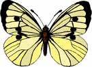image Animals Butterflies