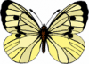 image  Animals Butterflies