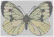 pattern Animals Butterflies