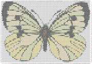 pattern Animals Butterflies