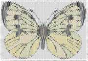 pattern Animals Butterflies
