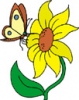image  Animals Butterflies