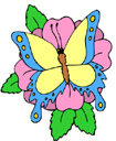 image Animals Butterflies