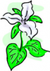 image  Plants Flowers