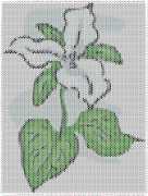 pattern Plants Flowers