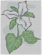 pattern Plants Flowers