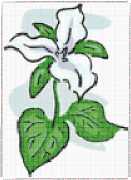 pattern Plants Flowers