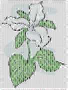 pattern Plants Flowers