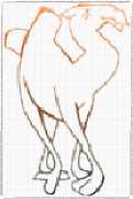 pattern Animals Camels