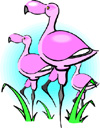 image Animals Flamingo