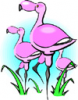 image  Animals Flamingo