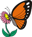image Animals Butterflies