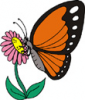 image  Animals Butterflies