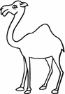 image Animals Camels
