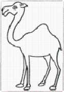 pattern Animals Camels