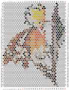pattern Animals Birds