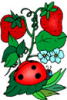 image  Plants Strawberries