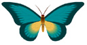 image Animals Butterflies