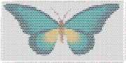 pattern Animals Butterflies