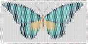 pattern Animals Butterflies