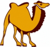 image  Animals Camels