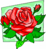 image  Plants Roses