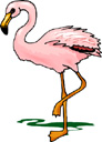 image Animals Flamingo
