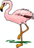 image  Animals Flamingo