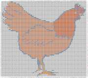 pattern Animals Birds
