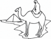 image  Animals Camels