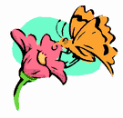 image Animals Butterflies