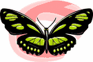 image Animals Butterflies