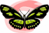 image  Animals Butterflies