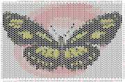 pattern Animals Butterflies
