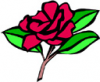 image  Plants Flowers