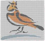 pattern Animals Birds